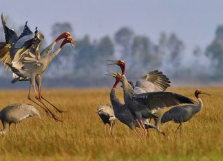 Kinh nghiệm du lịch Vườn quốc gia Tràm Chim chi tiết, ai cũng nên biết Kinh nghiệm du lịch Vườn quốc gia Tràm Chim chi tiết, ai cũng nên biết