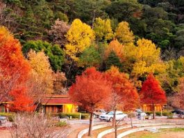 Trang trại Wuling - thiên đường du lịch sinh thái nổi tiếng Đài Loan